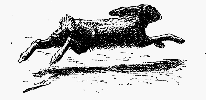 Illustration tirée de l'ouvrage Chasse à courre du lièvre - Camille Cerfon (1888) - L'Eleveur (Vincennes) - BnF (Gallica) 2